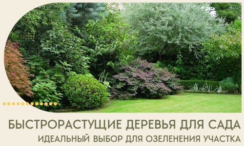 Быстрорастущие деревья для сада идеальный выбор в Ленинске-Кузнецком
