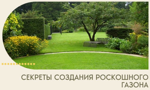 Секреты создания роскошного газона в Ленинске-Кузнецком
